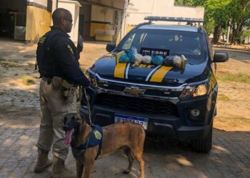 Cão farejador da PRF encontra 8kg de cocaína na botija de gás de carro na Dutra