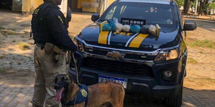 Cão farejador da PRF encontra 8kg de cocaína na botija de gás de carro na Dutra