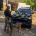 Cão farejador da PRF encontra 8kg de cocaína na botija de gás de carro na Dutra