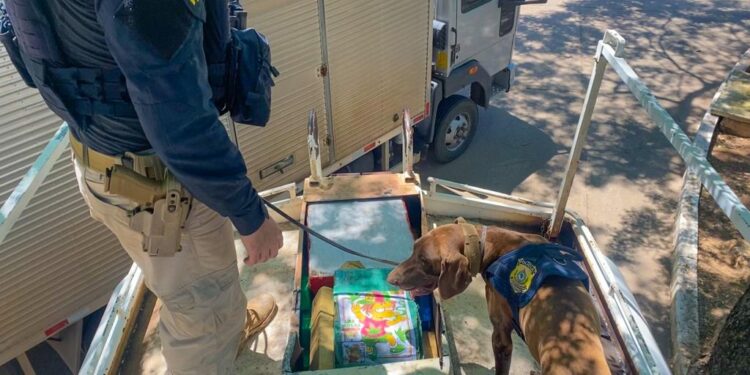Bud, Venena e Cacau encontram 3 toneladas de maconha em Piraí. Veja o vídeo dos cães trabalhando