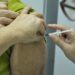 Pinheiral atinge marca de 73% da população adulta imunizada com as duas doses da vacina contra a Covid-19