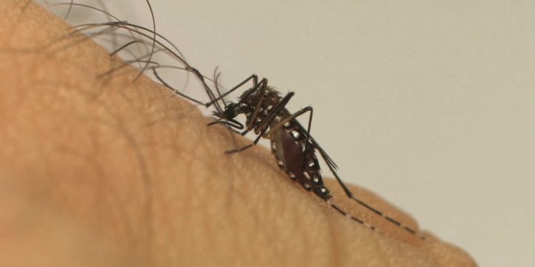 Risco de dengue aumenta durante período chuvoso, alertam especialistas