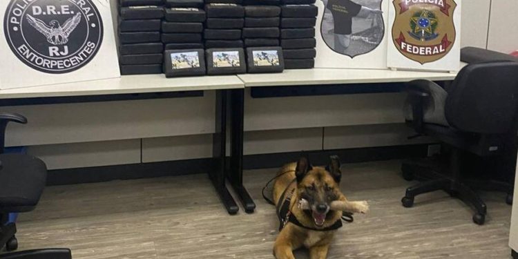Cães farejadores da PRF encontram 88 kg de cocaína na Dutra em Piraí