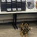 Cães farejadores da PRF encontram 88 kg de cocaína na Dutra em Piraí
