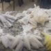 Mulher e dois menores são detidos com 118 pinos de cocaína na Eduardo Junqueira em BM