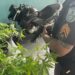 Homem escapa da Maria da Penha e cai na Maria Juana