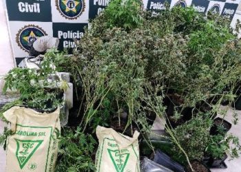 Polícia Civil estoura plantações de skunk no Rio