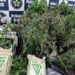 Polícia Civil estoura plantações de skunk no Rio