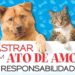 Pinheiral vai castrar até 400 animais por mês