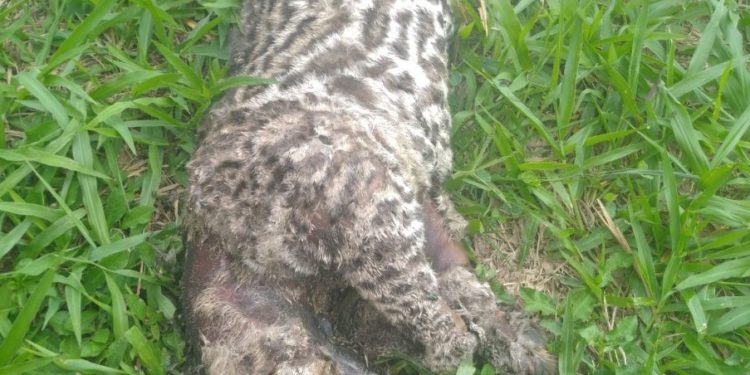 Jaguatirica encontrada em Quatis pode ter sido morta por caçadores