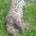 Jaguatirica encontrada em Quatis pode ter sido morta por caçadores