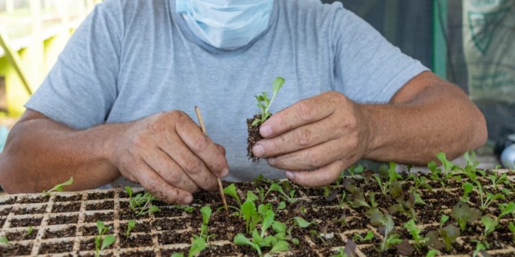 Projeto Horta Municipal prepara 30 mil mudas para distribuição e plantio ﻿