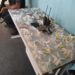 PM prende dois homens com arma e drogas no Belo Horizonte, em Volta Redonda