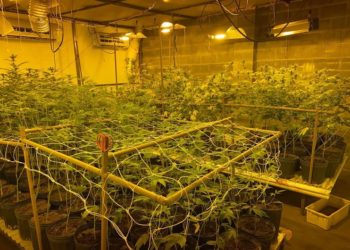 PF fecha estufa clandestina usada para cultivo de maconha, em Londrina