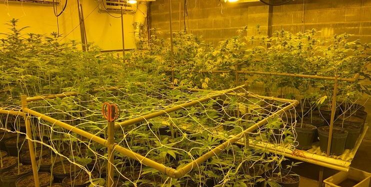PF fecha estufa clandestina usada para cultivo de maconha, em Londrina