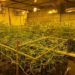 PF fecha estufa clandestina usada para cultivo de maconha, em Londrina
