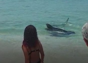 Tubarão assusta banhistas na praia de Saquarema. Veja o vídeo