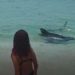 Tubarão assusta banhistas na praia de Saquarema. Veja o vídeo
