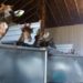 Maus tratos: Portobello Resort & Safari tinha autorização para importar girafas da África