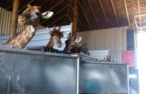 Maus tratos: Portobello Resort & Safari tinha autorização para importar girafas da África