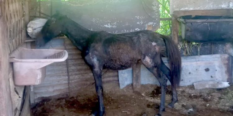 Vídeo de Guarda Ambiental de Barra Mansa salvando cavalo de maus tratos comove a internet