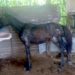 Vídeo de Guarda Ambiental de Barra Mansa salvando cavalo de maus tratos comove a internet