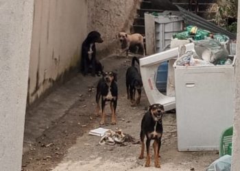 “Quando chegamos, duas gatas já estavam mortas”