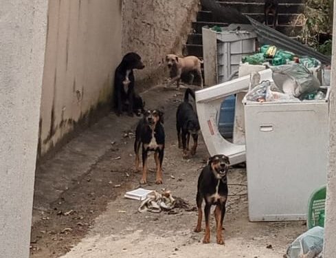 “Quando chegamos, duas gatas já estavam mortas”