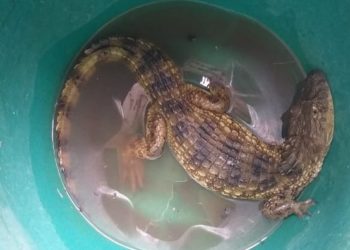 Ambiental resgata filhote de jacaré no quintal de casa no Moinho de Vento
