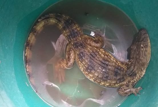 Ambiental resgata filhote de jacaré no quintal de casa no Moinho de Vento