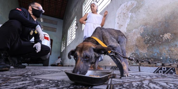 Um animal é vítima de maus tratos a cada dois dias no estado do Rio, aponta ISP