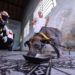 Um animal é vítima de maus tratos a cada dois dias no estado do Rio, aponta ISP