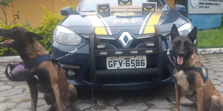 Cães farejadores encontram 7kg de cocaína com passageiro de ônibus em Piraí