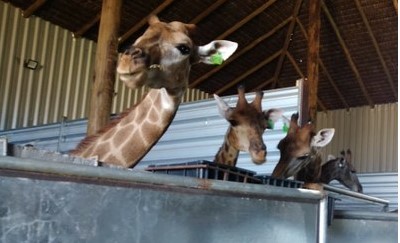 Caso Porto Bello: MPF notifica Ibama à devolver girafas para África do Sul