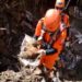 Gata é resgatada com vida após 9 dias sob os escombros de Petrópolis. Veja o vídeo