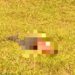 Corpo de homem com marcas de tiros é encontrado em Volta Redonda
