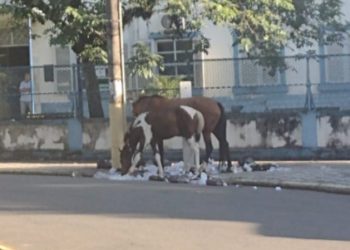 Itatiaia e os enormes desafios para o próximo gestor
