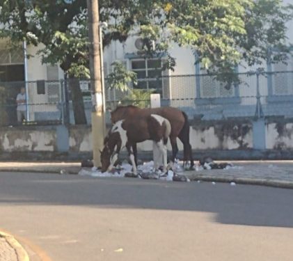 Itatiaia e os enormes desafios para o próximo gestor