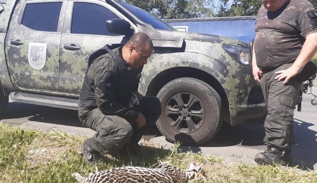 Jaguatirica é encontrada morta às margens da Via Dutra em Barra Mansa