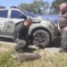 Jaguatirica é encontrada morta às margens da Via Dutra em Barra Mansa