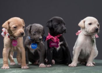 “Cidadania Animal” quer controlar população de animais de rua em Volta Redonda