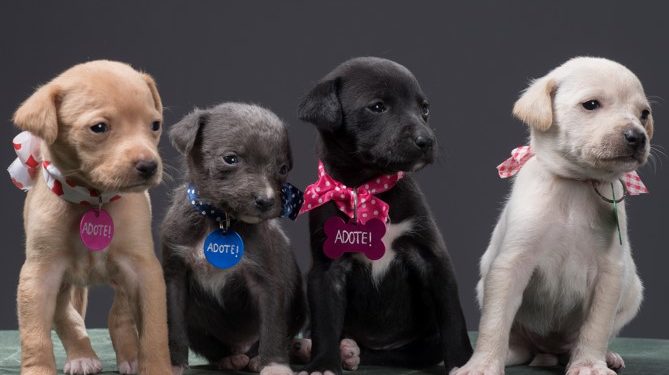 “Cidadania Animal” quer controlar população de animais de rua em Volta Redonda