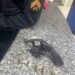 VR: homem tenta esconder arma na descarga de bar, mas acaba preso