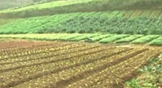 Relatório aponta perda de R$ 1 bi no agronegócio do Estado do Rio