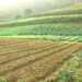 Relatório aponta perda de R$ 1 bi no agronegócio do Estado do Rio