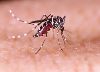 Casos de dengue aumentam 113,7% nos quatro primeiros meses de 2022