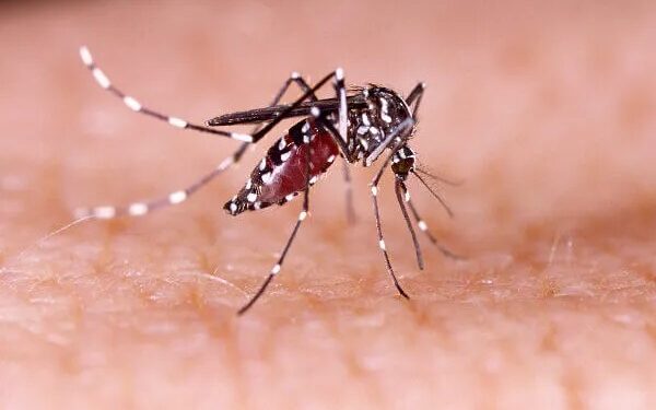 Casos de dengue aumentam 113,7% nos quatro primeiros meses de 2022
