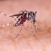 Casos de dengue aumentam 113,7% nos quatro primeiros meses de 2022