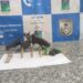 Polícia Militar apreende revólver e drogas na Califórnia, em Barra do Piraí