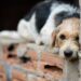Barra Mansa registra aumento nas denúncias de maus tratos contra animais